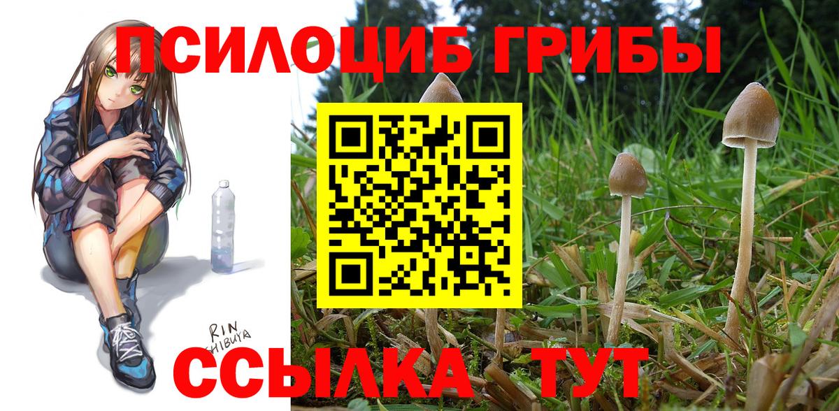 Новодвинск  Галлюциногенные грибы Psilocybine cubensis  Псилоцибиновые грибы GOLDEN TEACHER  что такое   Вход с VPN 